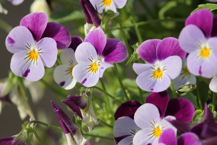 5e7e122537836_pansy-3401542-1920.jpg